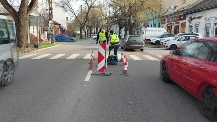 okos zebra Nyíregyháza