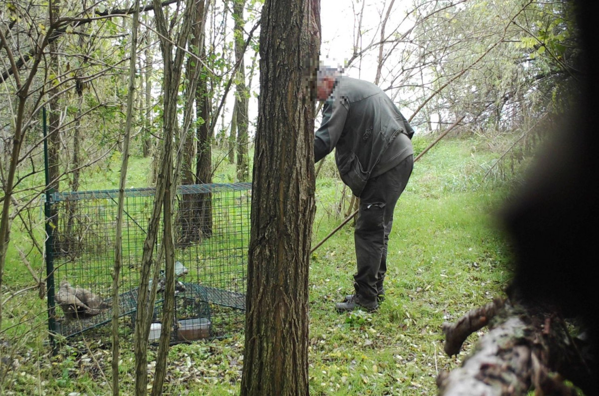 rókacsapdával fogott madarakat a vadász