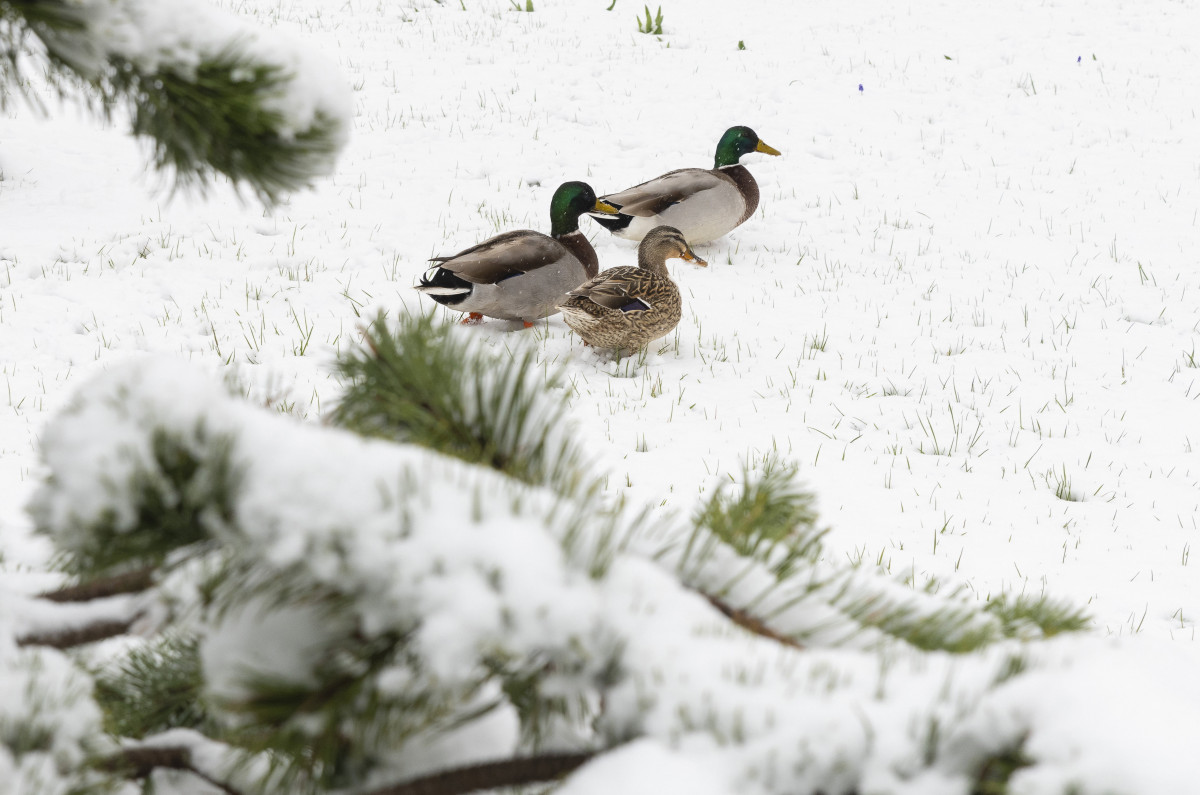 Havazás Nyíregyházán