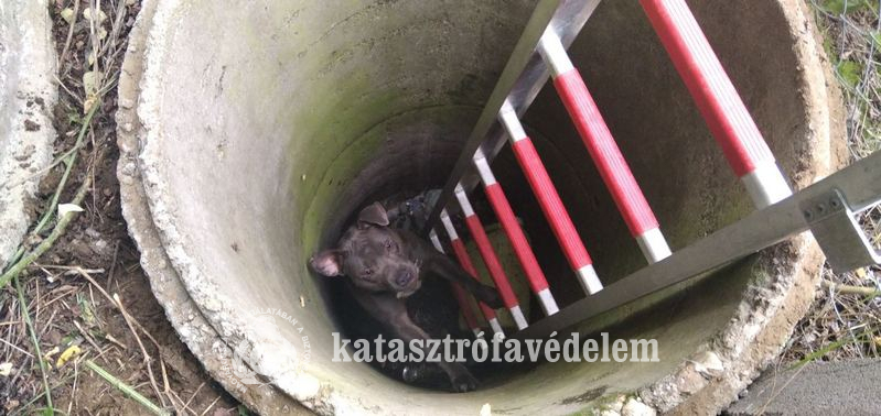 kutyát mentettek