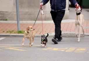 Szeged, kutyasétáltatás, kutya, háziállat