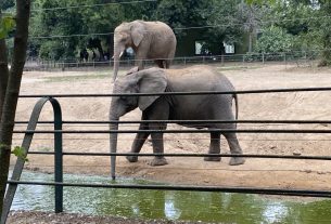 Újabb afrikai elefánt érkezett a Nyíregyházi Állatparkba