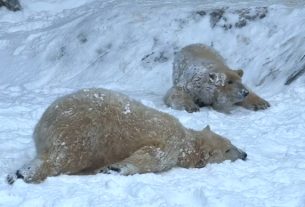 Így élvezik a havat a Nyíregyházi Állatpark jegesmedvéi