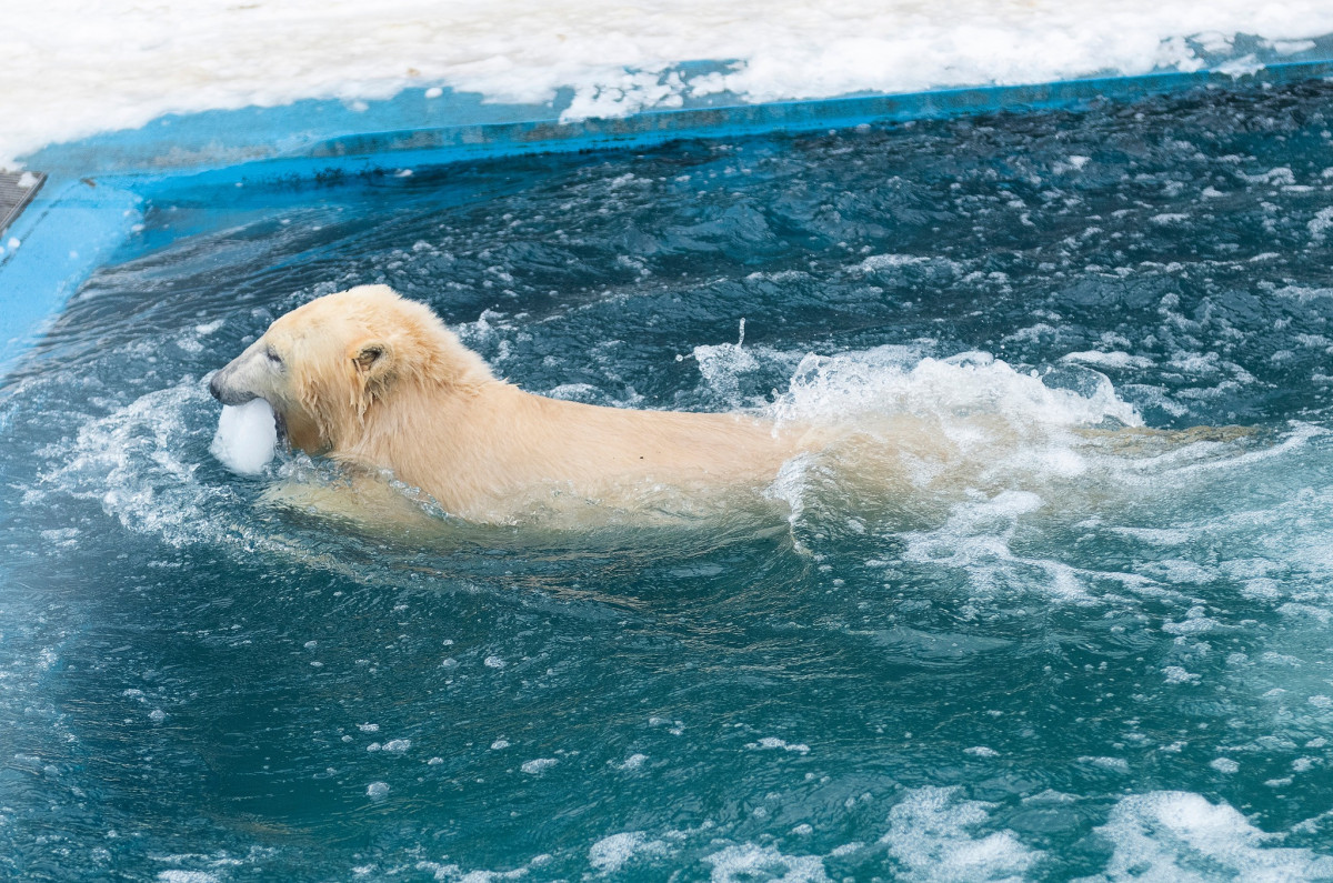 nyíregyházi jegesmedve