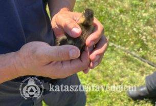 Bajba jutottak a kiskacsák Nyíregyházán
