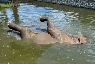 Így hűsölnek a Nyíregyházi Állatpark lakói