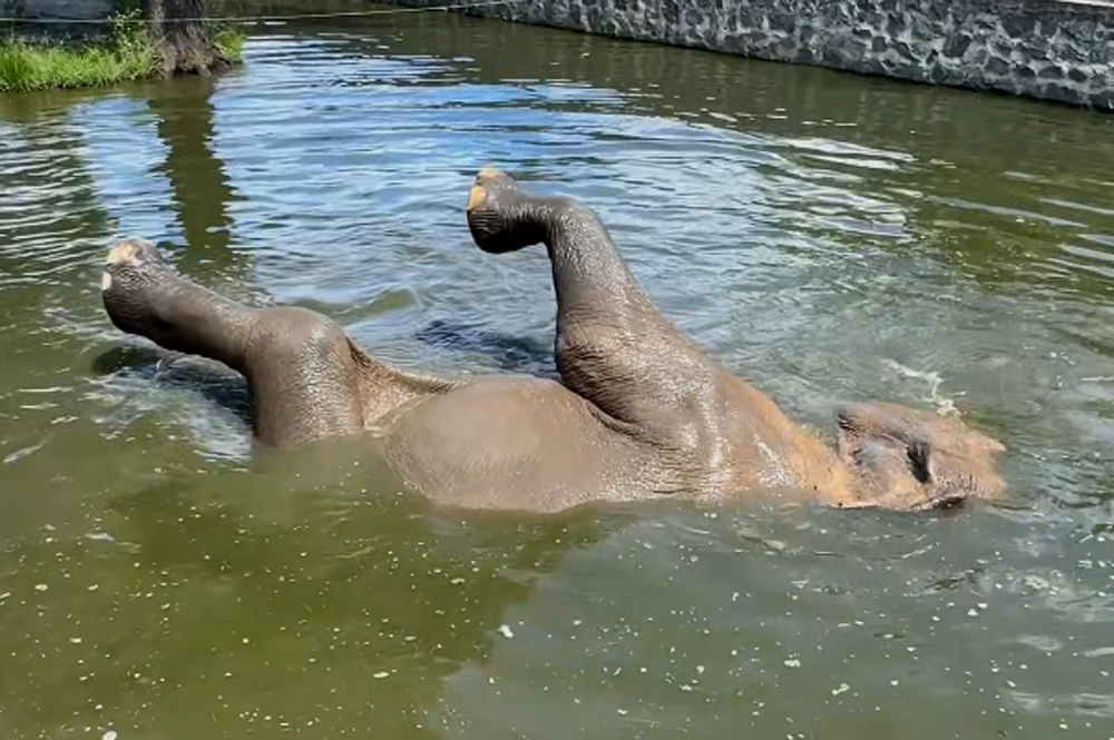Így hűsölnek a Nyíregyházi Állatpark lakói
