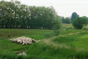 Simai-főfolyás
