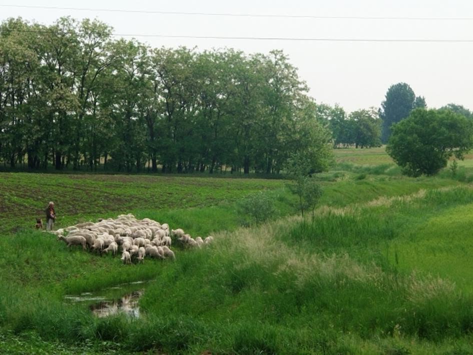 Simai-főfolyás