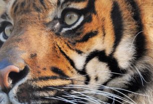 Hollandiába költözött Harun, a Nyíregyházi Állatparkban született tigris